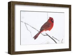 Northern Cardinal (Cardinals Cardinalis)-Lynn M^ Stone-Framed Photographic Print