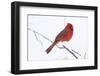 Northern Cardinal (Cardinals Cardinalis)-Lynn M^ Stone-Framed Photographic Print