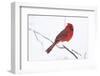 Northern Cardinal (Cardinals Cardinalis)-Lynn M^ Stone-Framed Photographic Print