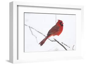 Northern Cardinal (Cardinals Cardinalis)-Lynn M^ Stone-Framed Photographic Print