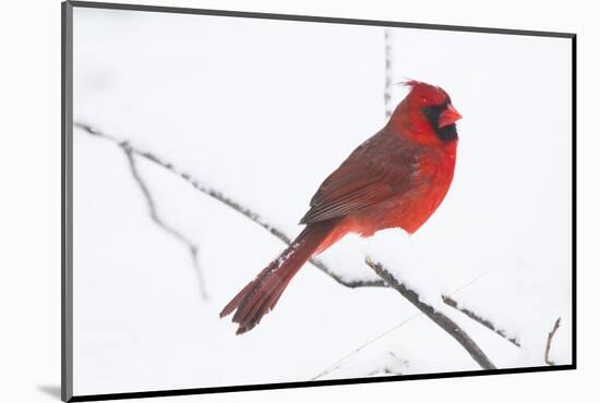 Northern Cardinal (Cardinals Cardinalis)-Lynn M^ Stone-Mounted Photographic Print