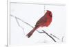 Northern Cardinal (Cardinals Cardinalis)-Lynn M^ Stone-Framed Photographic Print