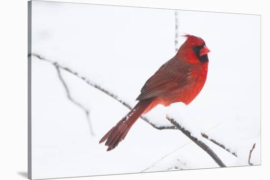 Northern Cardinal (Cardinals Cardinalis)-Lynn M^ Stone-Stretched Canvas