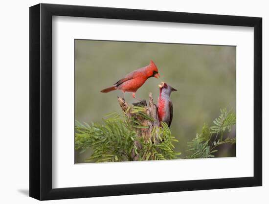 Northern Cardinal defending perch-Larry Ditto-Framed Photographic Print