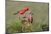 Northern Cardinal defending perch-Larry Ditto-Mounted Photographic Print