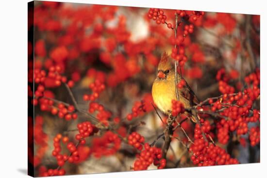 Northern Cardinal Female in Common Winterberry Marion, Il-Richard and Susan Day-Stretched Canvas