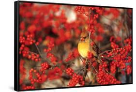 Northern Cardinal Female in Common Winterberry Marion, Il-Richard and Susan Day-Framed Stretched Canvas