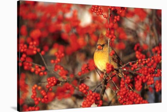 Northern Cardinal Female in Common Winterberry Marion, Il-Richard and Susan Day-Stretched Canvas