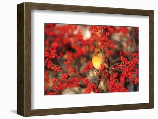 Northern Cardinal Female in Common Winterberry Marion, Il-Richard and Susan Day-Framed Photographic Print