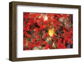 Northern Cardinal Female in Common Winterberry Marion, Il-Richard and Susan Day-Framed Photographic Print