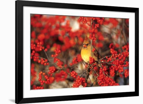 Northern Cardinal Female in Common Winterberry Marion, Il-Richard and Susan Day-Framed Photographic Print