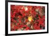 Northern Cardinal Female in Common Winterberry Marion, Il-Richard and Susan Day-Framed Photographic Print