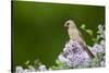 Northern Cardinal Female in Dwarf Korean Lilac, Marion, Illinois, Usa-Richard ans Susan Day-Stretched Canvas