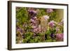 Northern Cardinal Female in Lilac Bush, Marion, Illinois, Usa-Richard ans Susan Day-Framed Photographic Print