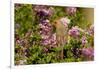 Northern Cardinal Female in Lilac Bush, Marion, Illinois, Usa-Richard ans Susan Day-Framed Photographic Print