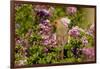 Northern Cardinal Female in Lilac Bush, Marion, Illinois, Usa-Richard ans Susan Day-Framed Photographic Print