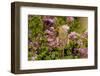 Northern Cardinal Female in Lilac Bush, Marion, Illinois, Usa-Richard ans Susan Day-Framed Photographic Print