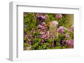 Northern Cardinal Female in Lilac Bush, Marion, Illinois, Usa-Richard ans Susan Day-Framed Photographic Print