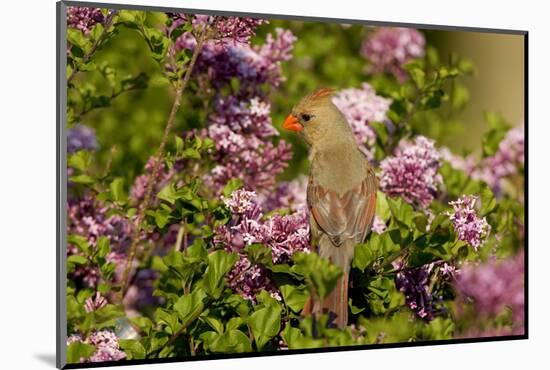 Northern Cardinal Female in Lilac Bush, Marion, Illinois, Usa-Richard ans Susan Day-Mounted Photographic Print