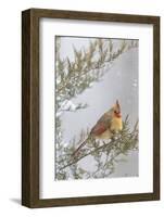 Northern cardinal female in red cedar tree in winter snow, Marion County, Illinois.-Richard & Susan Day-Framed Photographic Print