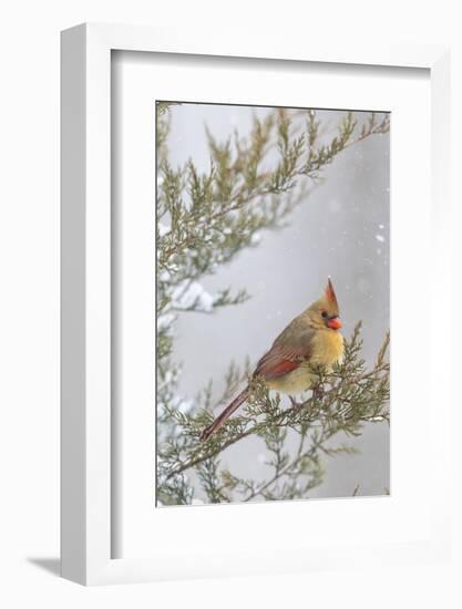 Northern cardinal female in red cedar tree in winter snow, Marion County, Illinois.-Richard & Susan Day-Framed Photographic Print