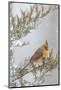 Northern cardinal female in red cedar tree in winter snow, Marion County, Illinois.-Richard & Susan Day-Mounted Photographic Print