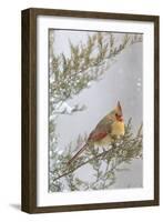 Northern cardinal female in red cedar tree in winter snow, Marion County, Illinois.-Richard & Susan Day-Framed Photographic Print