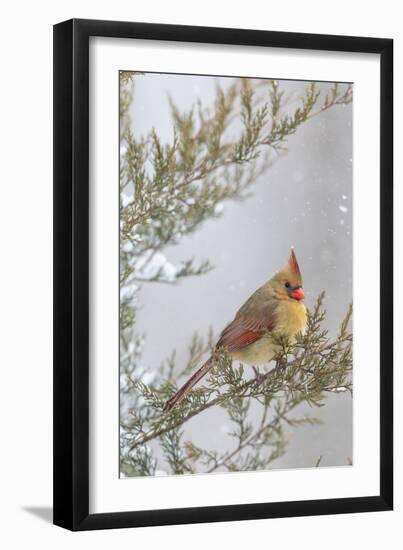 Northern cardinal female in red cedar tree in winter snow, Marion County, Illinois.-Richard & Susan Day-Framed Photographic Print