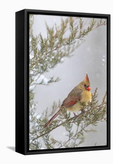 Northern cardinal female in red cedar tree in winter snow, Marion County, Illinois.-Richard & Susan Day-Framed Stretched Canvas