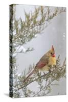 Northern cardinal female in red cedar tree in winter snow, Marion County, Illinois.-Richard & Susan Day-Stretched Canvas