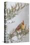 Northern cardinal female in red cedar tree in winter snow, Marion County, Illinois.-Richard & Susan Day-Stretched Canvas