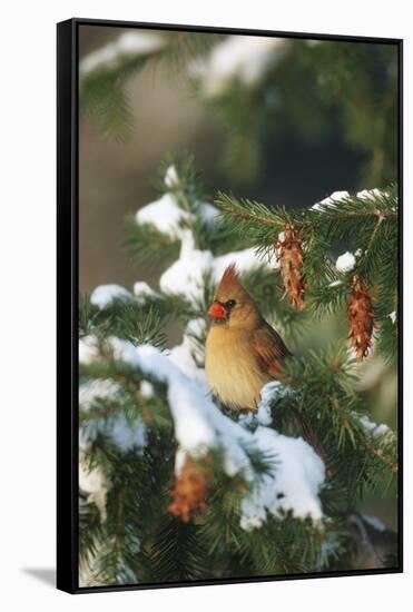 Northern Cardinal Female in Spruce Tree in Winter, Marion, Il-Richard and Susan Day-Framed Stretched Canvas