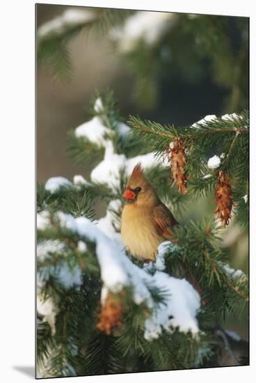 Northern Cardinal Female in Spruce Tree in Winter, Marion, Il-Richard and Susan Day-Mounted Premium Photographic Print