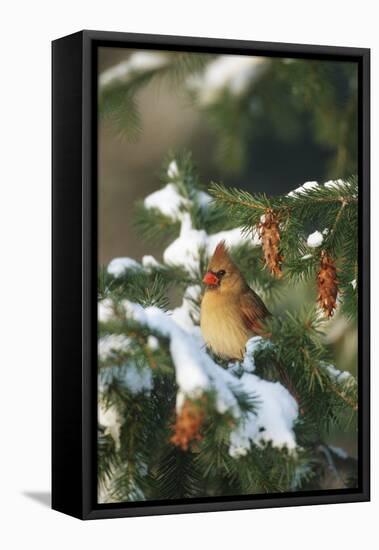 Northern Cardinal Female in Spruce Tree in Winter, Marion, Il-Richard and Susan Day-Framed Stretched Canvas