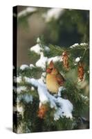 Northern Cardinal Female in Spruce Tree in Winter, Marion, Il-Richard and Susan Day-Stretched Canvas