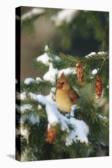 Northern Cardinal Female in Spruce Tree in Winter, Marion, Il-Richard and Susan Day-Stretched Canvas