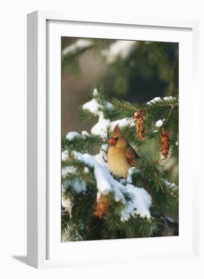 Northern Cardinal Female in Spruce Tree in Winter, Marion, Il-Richard and Susan Day-Framed Photographic Print