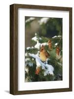 Northern Cardinal Female in Spruce Tree in Winter, Marion, Il-Richard and Susan Day-Framed Photographic Print