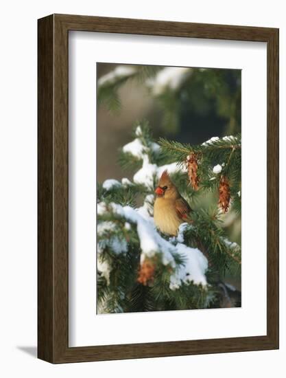 Northern Cardinal Female in Spruce Tree in Winter, Marion, Il-Richard and Susan Day-Framed Photographic Print