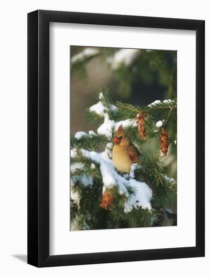 Northern Cardinal Female in Spruce Tree in Winter, Marion, Il-Richard and Susan Day-Framed Photographic Print