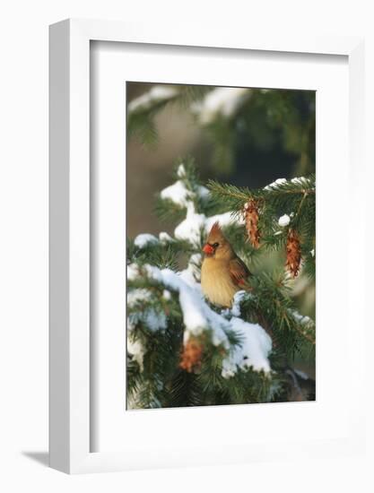 Northern Cardinal Female in Spruce Tree in Winter, Marion, Il-Richard and Susan Day-Framed Photographic Print