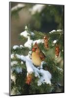Northern Cardinal Female in Spruce Tree in Winter, Marion, Il-Richard and Susan Day-Mounted Photographic Print