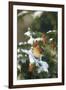 Northern Cardinal Female in Spruce Tree in Winter, Marion, Il-Richard and Susan Day-Framed Photographic Print