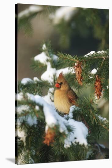 Northern Cardinal Female in Spruce Tree in Winter, Marion, Il-Richard and Susan Day-Stretched Canvas
