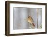 Northern cardinal female in spruce tree in winter snow, Marion County, Illinois.-Richard & Susan Day-Framed Photographic Print