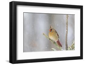 Northern cardinal female in spruce tree in winter snow, Marion County, Illinois.-Richard & Susan Day-Framed Photographic Print