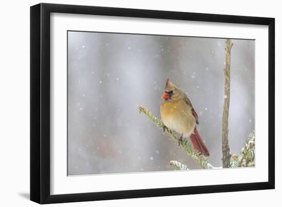 Northern cardinal female in spruce tree in winter snow, Marion County, Illinois.-Richard & Susan Day-Framed Photographic Print