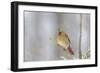 Northern cardinal female in spruce tree in winter snow, Marion County, Illinois.-Richard & Susan Day-Framed Photographic Print