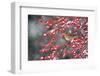 Northern Cardinal female on Common Winterberry (Ilex verticillata) in snow Marion Co. IL-Richard & Susan Day-Framed Photographic Print