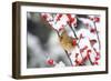 Northern Cardinal female on Common Winterberry in winter, Marion, Illinois, USA.-Richard & Susan Day-Framed Photographic Print